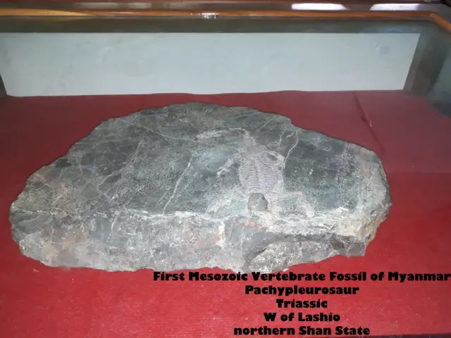 လားရှိုးမြို့က ရှမ်းယဉ်ကျေးမှု ပြတိုက်မှာ ပြသထားတဲ့ ကျောက်ဖြစ် ရုပ်ကြွင်း