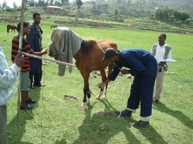 "ናሙና ለመውሰድ ራሱ መጀመርያ ፊታቸውን ሸፍነን፣ በከፍተኛ ጥንቃቄ ነው፤ አደገኞች ናቸው፤ ይናከሳሉ፡፡"