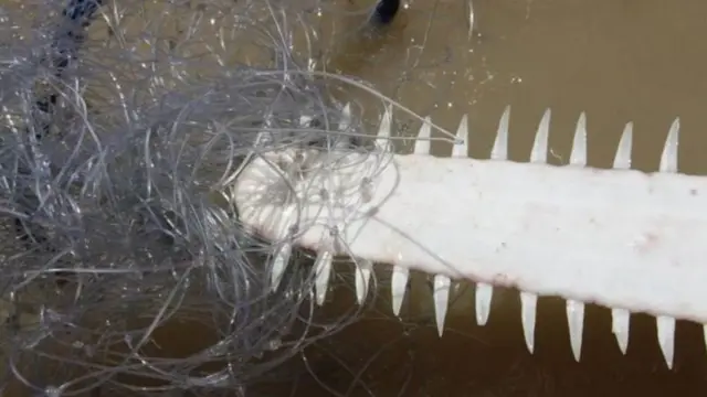 రంపపు చేప