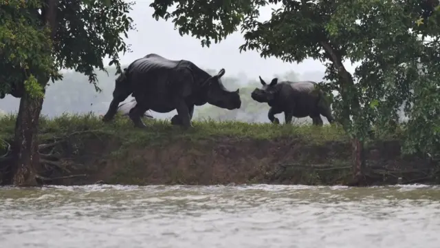 காஸிரங்கா தேசிய பூங்காவில் வெள்ளம்