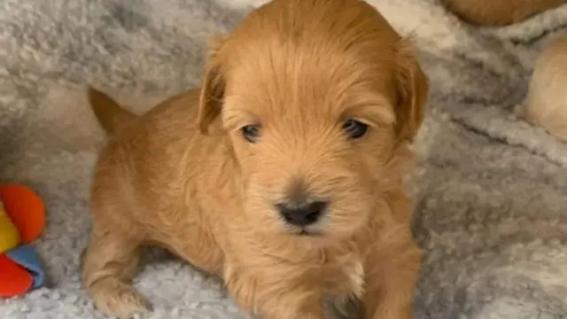 puppy pet coronavirus lockdown