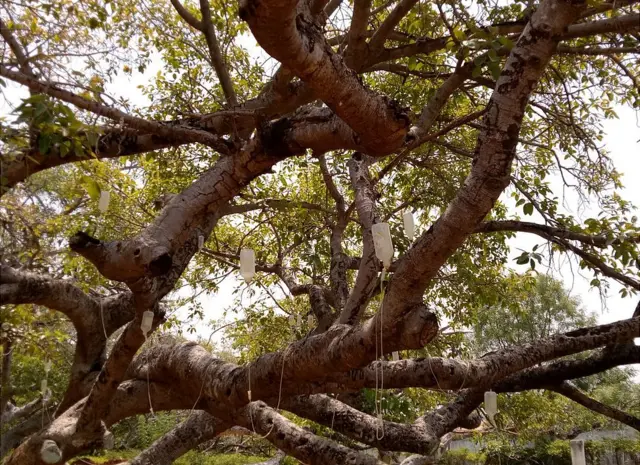 చెట్టుకు ఏర్పాటు చేసిన సెలైన్ సీసాలు