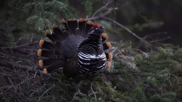 Christine Cunningham