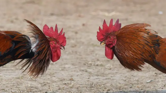 కోడి పందేలు