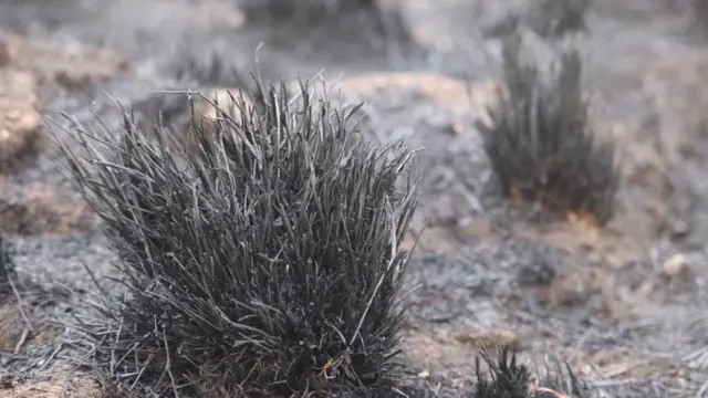 የተቃጠለ ሳር