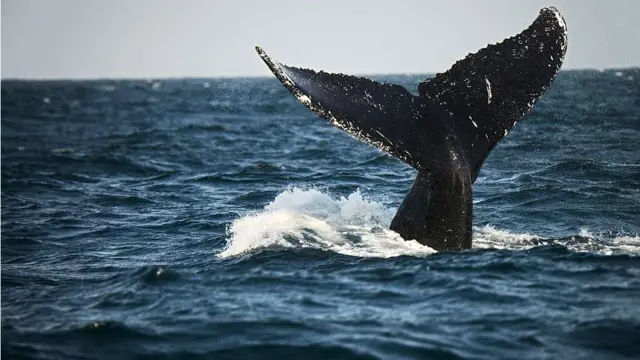 Ballena en aguas peruanas