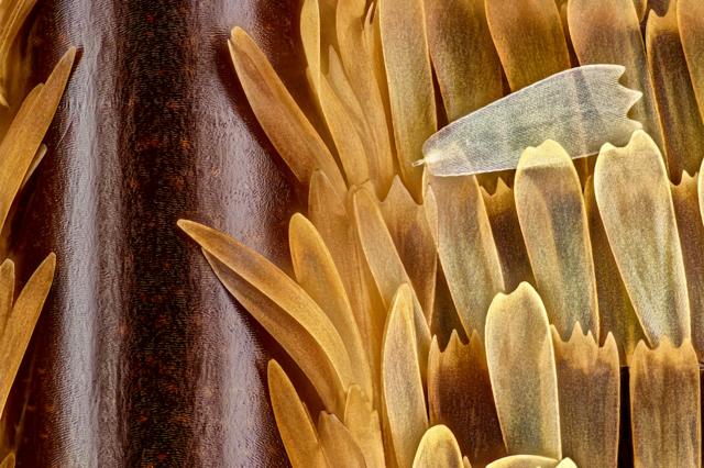 Veias e escamas delicadas de uma asa de borboleta (Morpho didius)