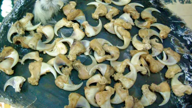 Зубы, когти и кости снежного барса