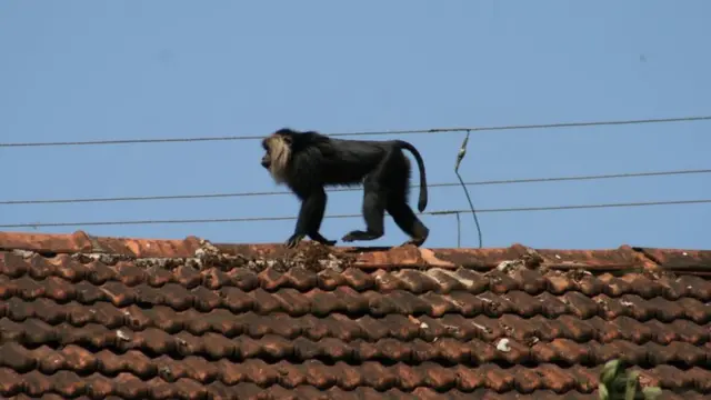 சிங்கவால் குரங்குகள்