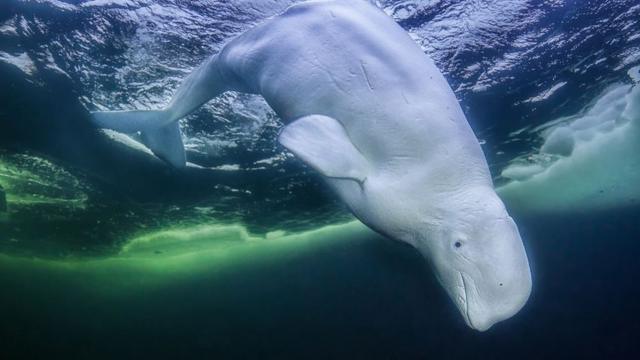 El fotógrafo que logró su sueño loco de nadar con osos polares - BBC News  Mundo