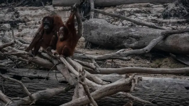 orangutanlar