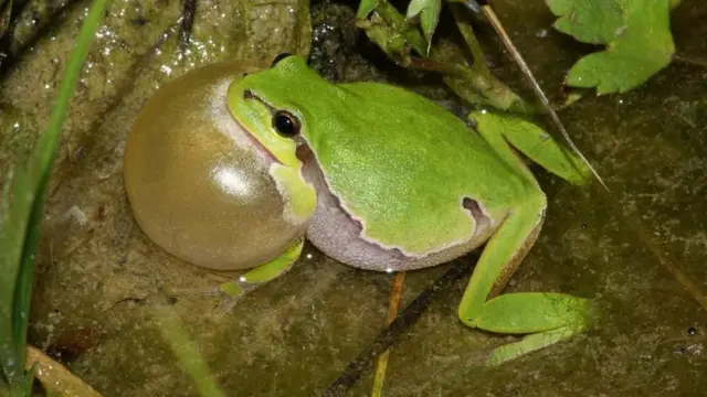 தவளை