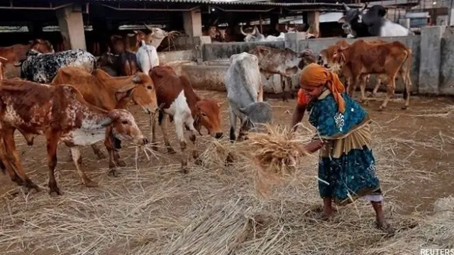 गोहत्या