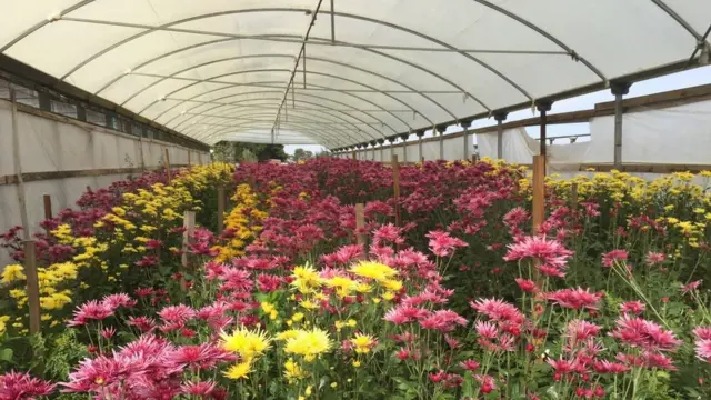 Abaaboo daraaree gahee jiru