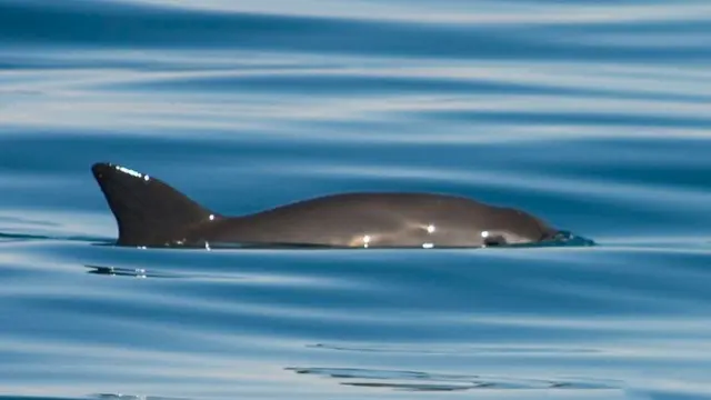 Vaquita nadando