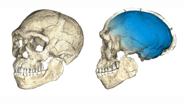Reconstrução do primeiro crânio de Homo sapiens, de Jebel Irhoud (Marrocos)