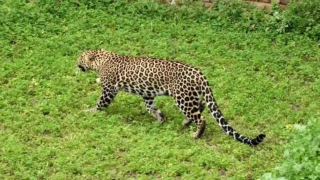 દીપડો