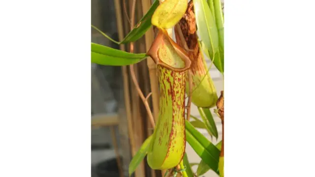 نيبينذس بياك