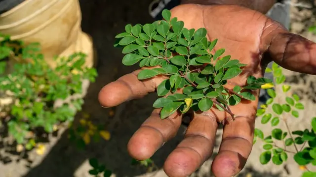 daun kelor, moringa