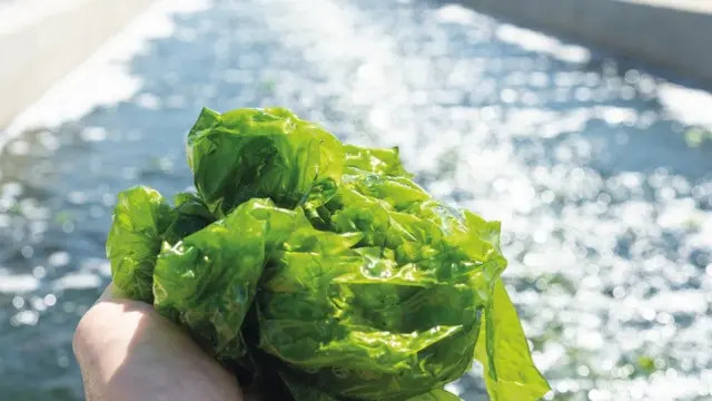 அல்காபிளஸ் நிறுவனம் உயர் மதிப்புள்ள கடற்பாசிகளை சிறிய அளவில் தயாரிக்கிறது.