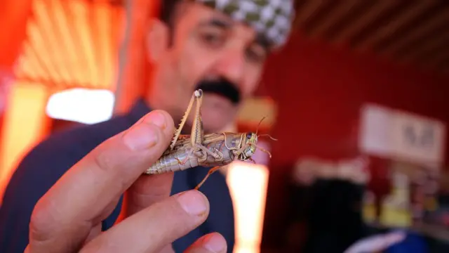 ٹڈی دل، کویت