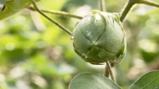 बीटी कॉटन