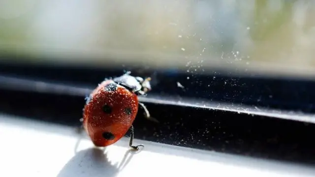 Puluhan kepik berkumpul di bingkai jendela saat musim gugur.