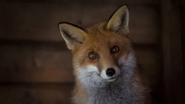 สุนัขจิ้งจอกก็ตกเป็นเป้าการล่าสัตว์ในหลายประเทศ