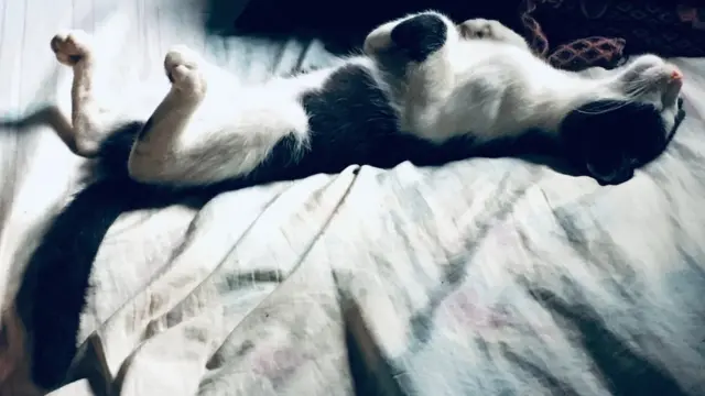 Valentino.