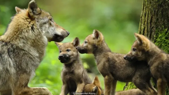 जिस गुण से फिटनेस बढ़ती है, इससे जनसंख्या भी बढ़ेगी