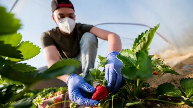 ইতালির কাসতেলডিডনে স্ট্রবেরি তুলছেন এক যুবক, ০৬-০৪-২০২০।