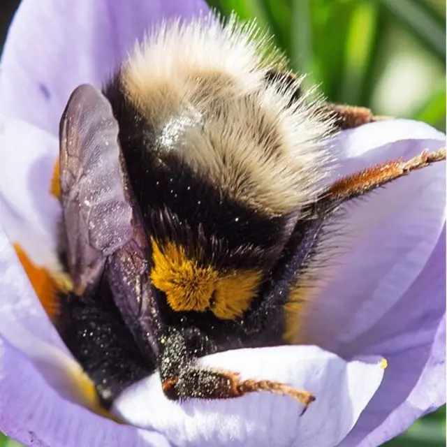 Abejorro sumergido de cabeza dentro de una flor
