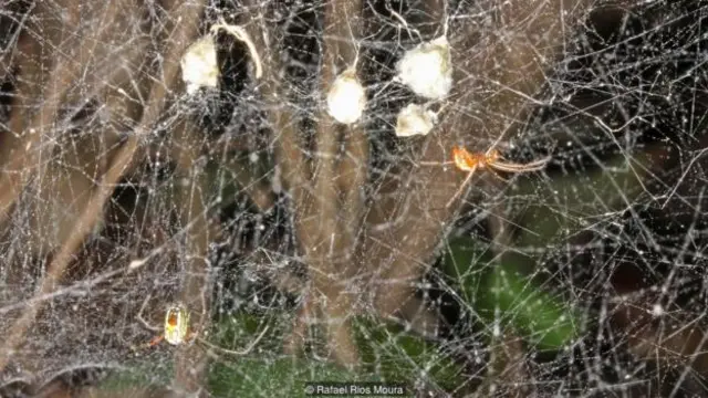 Manogea porracea jantan dan betina di sarang mereka dengan kantung telur