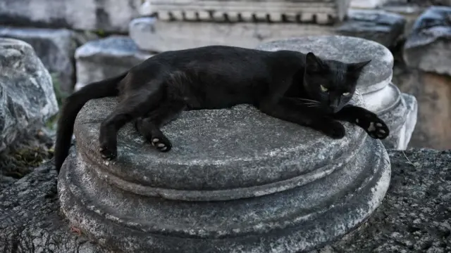 Pişiklər, ev heyvanları