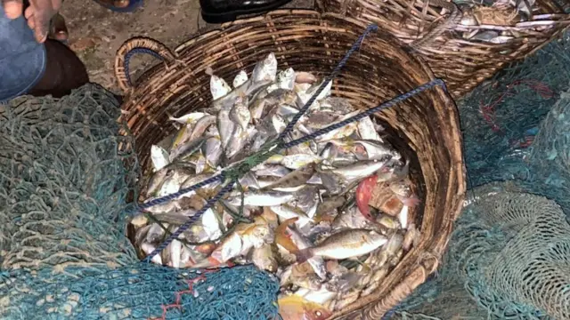 மீன்கள்