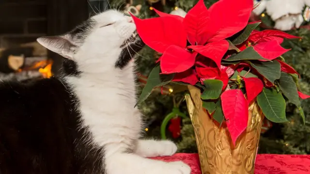 Gato comendo bico-de-papagaio