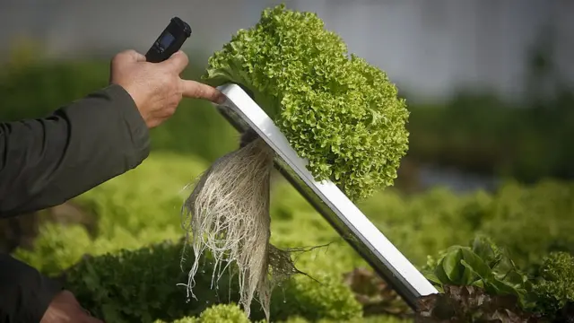 Cultivo de lechugas sin tierra