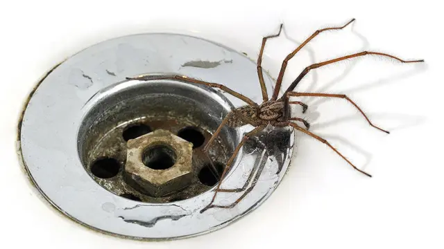 Spider and plughole