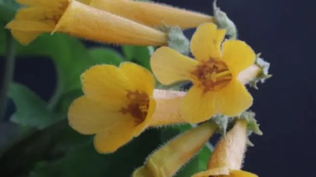 वितनाम में होने वाला पौधा