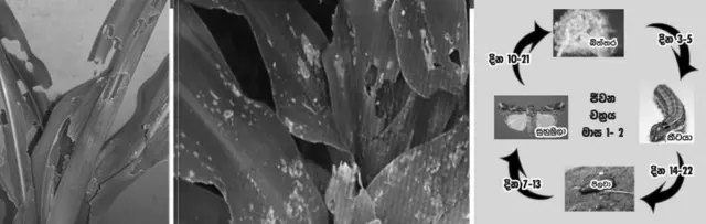 සේනා දළඹුව