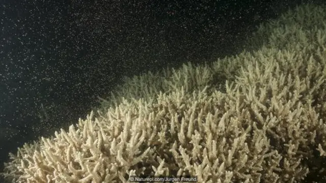 Proses pelepasan telur massal di Great Barrier Reef adalah salah satu contoh unik perilaku sinkron di Bumi.