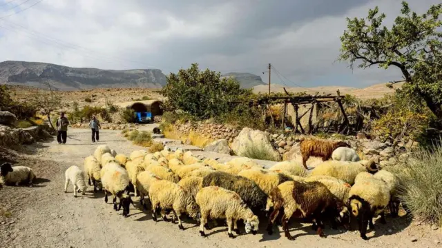 (图片来源:Rodolfo Contreras)