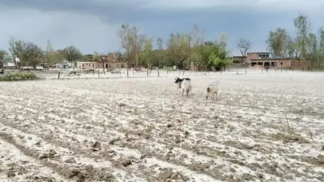 उत्तर प्रदेश में ओला वृष्टि का बाद खेतों का हाल