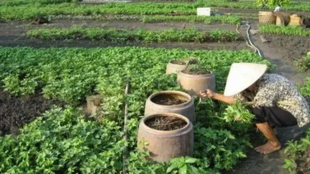 Việt Nam, Vườn Rau Lộc Hưng