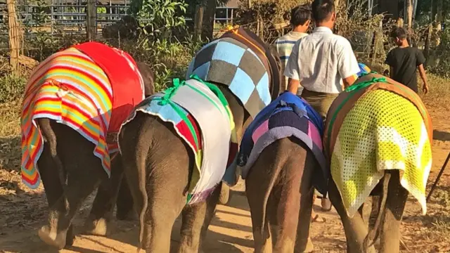 اونی جمپر میں ہاتھی کا بچہ