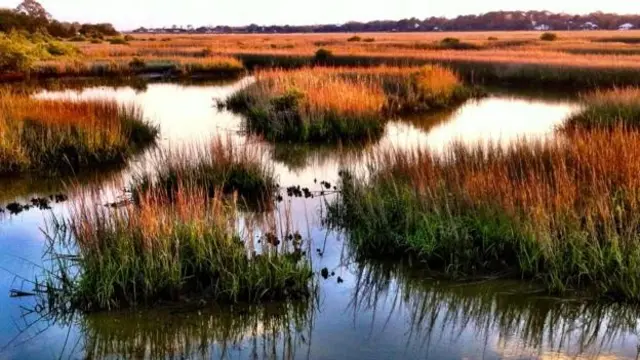 Un pantano