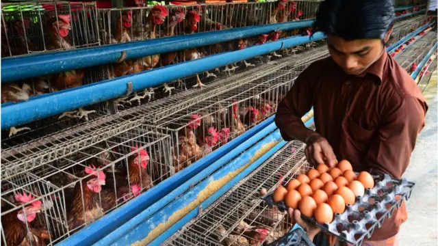 ভোক্তার কাছে সময় মতো ডিম সরবরাহ করতে পারছেন না খামারিরা।