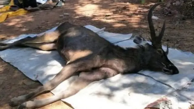 Rusa jantan ini bukan yang pertama mati karena makan banyak sampah.