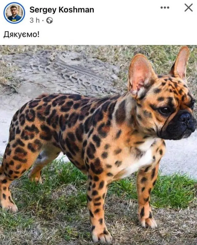 кошман