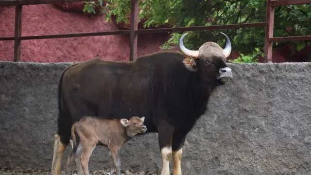 అడవి దున్న